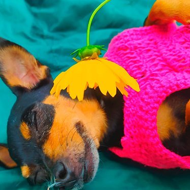 accesorios para mascotas ropa para perros cali